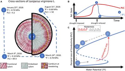 A Matter of Life and Death: Alternative Stable States in Trees, From Xylem to Ecosystems